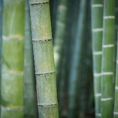 Men's Bamboo Scented Pheromone Oil - AttractionOil.com