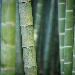 Women's Bamboo Scented Pheromone Oil - AttractionOil.com